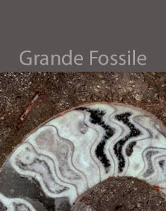 grande fossile